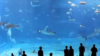 Excellent web quality video (1200kbps)