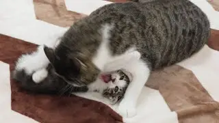 The end of the Rescued Kitten that had teased the Big Cat 😂