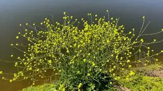 Kit Carson Park Trail
