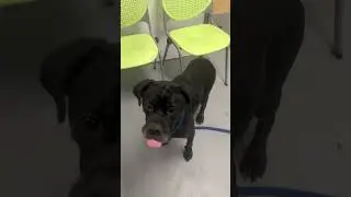 Mama bear catching treats!