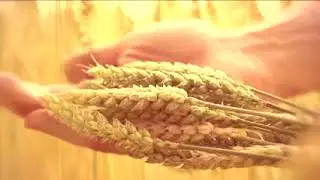 ISD 5 Senses - Touch