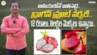 ఆసియ లోనే అతిపెద్ద డ్రాగన్ ఫ్రూట్ నర్సరీ | Asian Biggest Dragon Fruit Nursery | Shiva Agri Clinic