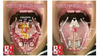 02  舌体解剖与反射区