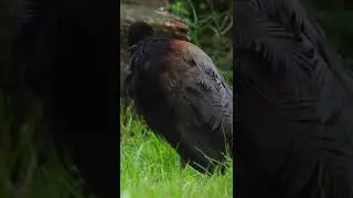 Grey-winged Trumpeter_ Серокрылый трубач _ Graufl&uuml;geliger Trompeter
