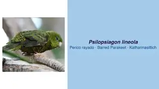 Video Encyclopedia of Parrot Species - #251 Psilopsitagon lineola