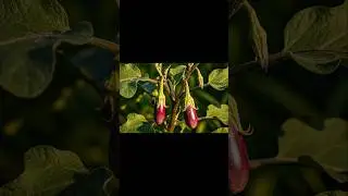 Timelapse Cinematik eggplant #nature #timelapse #farming #aivideo #best #eggplant  #photography