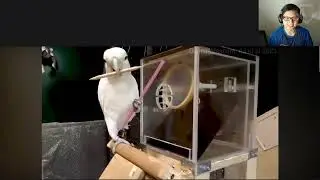 Ze Frank: True Facts: Is The Goffin's Cockatoo The Smartest Bird? Reaction - Bird's the Word