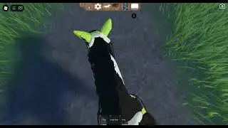 Riding my 5 year old Cob, Micro for the first time on camera ^^ // Roblox Strideway // Description