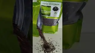 COFS - 31 Grass Seeds / Fodder Sorghum Multicut