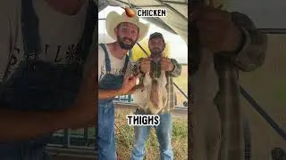 Broiler Chickens VS Laying Hens