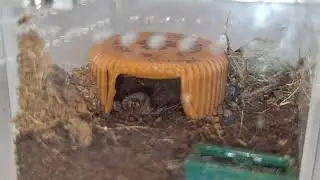 Tarantula sling molting