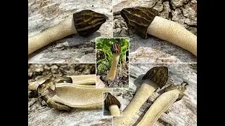 Pilzportrait - K&auml;ppchenmorchel, Halbfreie Morchel | Morchella semilibera | Mitrophora semilibera