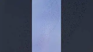 MESMERISING STARLING MURMURATION!