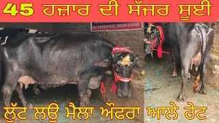 ਫ਼ੋਨ 97813-87936 ਤਾਜੀ ਸੂਈ ਝੋਟੀ ਤੇ ਚੰਗੀ ਬਰੀਡ ਵਾਲੀ ਵੈਹੜ ਬਿਲਕੁੱਲ ਜਾਇਜ਼ ਰੇਟ ਵਿੱਚ ਲੁੱਟ ਲਓ ਮੇਲਾ 