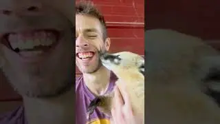 Blossom the Coati inspects ear