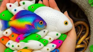 I Didn’t Expect THIS Many Colorful Fish in a Tiny Pond! #tinyfish #colorfulfish #pondfishing
