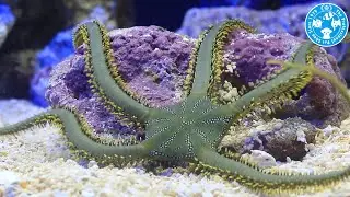 【チャーム】海水魚 クモヒトデ グリーン Ophiriurida sp. ヒトデ charm動画