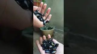 Mucuna pruriens seeds 👩&zwj;🍳👩&zwj;🍳 Velvet bean @shasdailyvlogs-i5p #velvetbean #seeds
