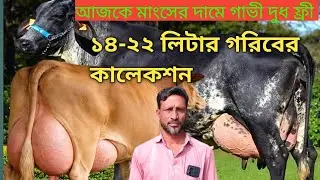 ​🔥 ধামাকা অফার! মাংসের দামে জার্সি গাভী, সাথে দুধ একদম ফ্রি! 🐄🥛
