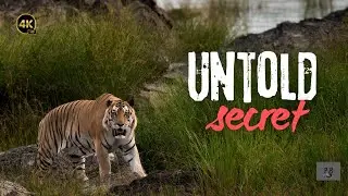 The Untold Secret of Panna Tiger Reserve