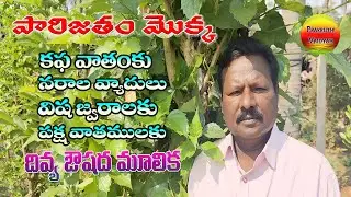Parijata Tree Benefits in Telugu | Prakruthi vaidyam