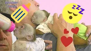 Baby Monkey Ava BOTTLE 🍼 And FALL ASLEEP 😴 On Dad | ADORABLE BABY 🤗💕 | Cinnamon Capuchin