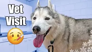 Везу хаски к ветеринару 🤕 Что случилось?
