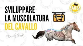 LEZIONE 🐴: Lo sviluppo muscolare del cavallo