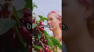 Laws on Fruit Trees in Public Places #facts #viralvideo #indonesia #history #fruit #nature #religion
