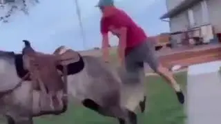 man kicks horse to a dojo