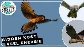 Scherpe blik van torenvalk tijdens het bidden | Zelf Geschoten | Vroege Vogels