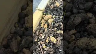 Organic Farming Journey: 9 Days After Planting Pepper Seeds