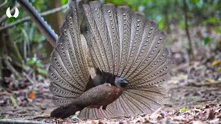 Kuau Raja: Burung Eksotis Dari Indonesia Berjuluk 100 Mata !