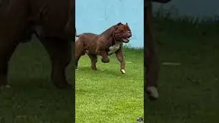 🚂O MAIOR PIT MONSTER DO BRASIL PEGANDO BOLINHA!!!