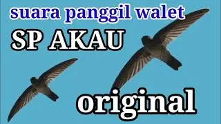 AKAU SP ORIGINAL / suara panggil walet akau original