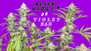 PHENO HUNT | GRC x BBC | FLOWER EPISODE 3