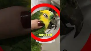 This Is Why Parrots Need Careful Owners 🦜