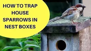 How to Trap House Sparrows in a Nest Box 2018