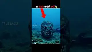 Dangerous Fish On Earth 😰|#telugu #telugufacts #facts #shorts #viralnews