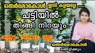 ഇനി വീട്ടിലുള്ള തെർമോകോൾ മാത്രം മതി ചെടികൾ നട്ട് വളർത്താൻ/ തെർമോ കേൾ/Malayalam/poppy happy vlogs