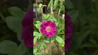 Midnight blue roses in my garden #shorts #gardening