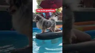 Ready for a doggie nap pool side #dogpool #poolday #poolparty #doglife