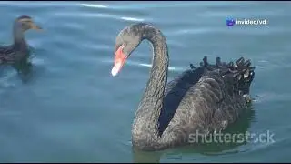 Swan Secrets: Beauty, Behavior, and Beyond!