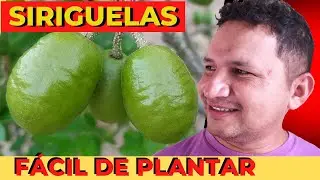 COMO Fazer Mudas SERIGUELA PARA PRODUZIR RÁPIDO #siriguela #estaquia