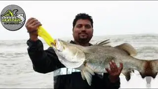 How to catch Barramundi ? || 🔴LIVE Barramundi Hookup in Mumbai India || Barramundi Fishing Technique