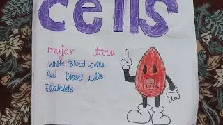 major three blood cells/their function/school project