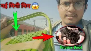 I ordered Peruvian breed guinea pig online in India. #vlog1 #guineapig #smallpets