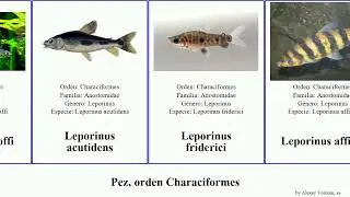 Pez, orden Characiformes hemigrammus fish zebra negro nana tetra negra gracilis affinis peces