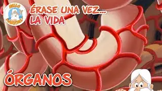 &Oacute;rganos | Recopilaci&oacute;n de Episodios | Erase Una Vez... La Vida