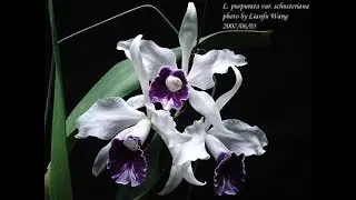 Laelia purpurata. Мой опыт